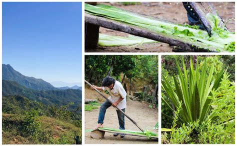 Fique de maguey y el pueblo Kankuamo Artesanías de Colombia