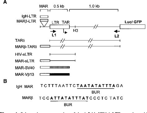 Figure From Stimulation Of Tat Independent Transcriptional