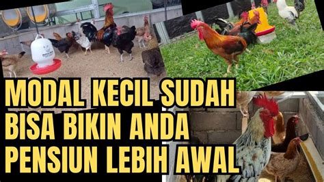 Cara Budidaya Ayam Kampung Modal Minim Peluang Menjanjikan Untuk Skala