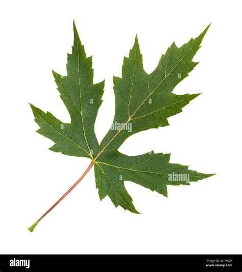 Silver Maple Acer Saccharinum Hi Res Stock Photography And Images Alamy