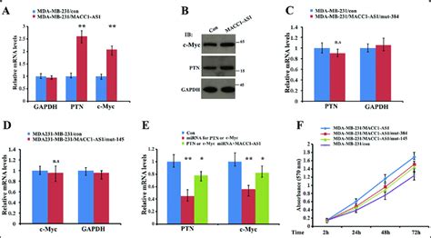 Binding Of Mirnas To Macc1 As1 Promotes Cell Proliferation A B