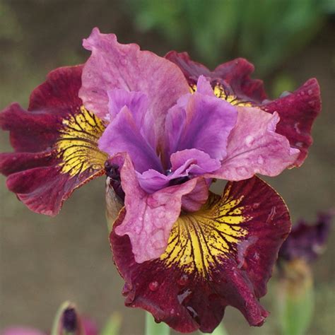 Iris s. 'Miss Apple' | SlovenskeTrvalky.sk