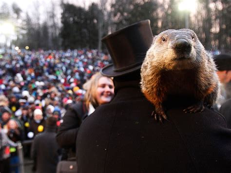 Groundhog Day Is All About Woodchuck Sex Popular Science