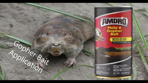 How To Apply Gopher Bait Easy Way To Find Gopher Tunnels Youtube