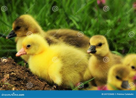 Toulouse Goslings Stock Photo Image Of Farm Yellow 69722600