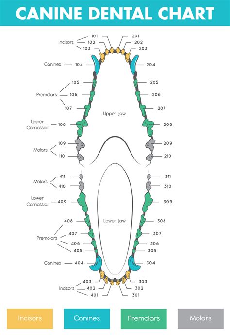 Canine Dental Chart Dog Dental Chart The Canine Expert | Images and ...