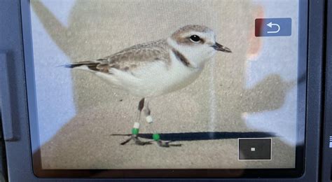 Is this an Albino Canada Goose I stumbled across today? North Delaware ...