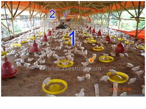 Gumboro diseases, infectious bursal disease symptoms in chickens