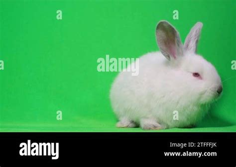 Video Of A White Rabbit On A Green Screen Bunny With Big Red Eyes