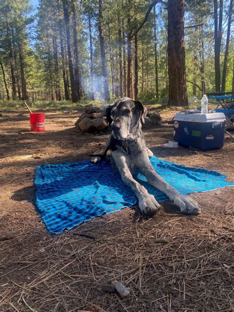 Happy Birthday Blake Great Dane Rescue Of Northern California