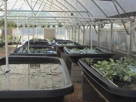 Aquaponic Tehnik Budidaya Perikanan Yang Menghasilkan Panen Ikan Dan