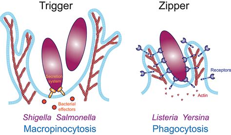 Frontiers Physical Constraints And Forces Involved In Phagocytosis