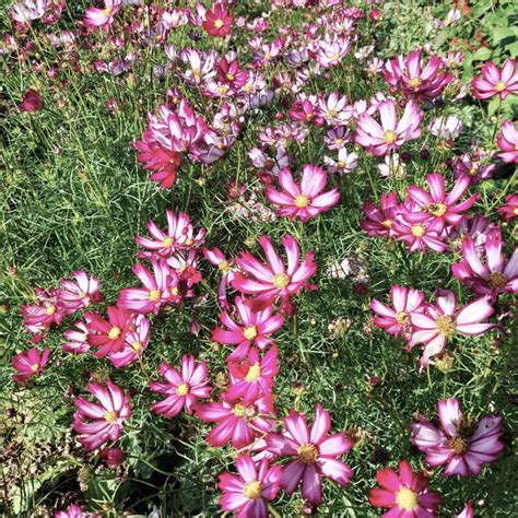 Heirloom Cosimo Purple Red White Cosmos Organic Seeds