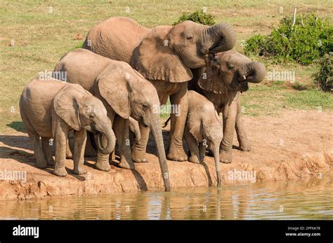 African Bush Elephants Loxodonta Africana Herd With Two Baby