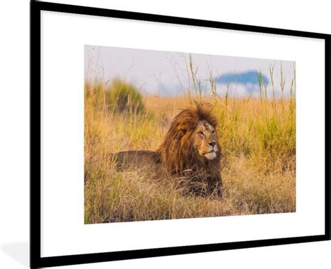 Cadre Photo Avec Affiche Lion M Le Parmi Les Hautes Herbes Du Parc