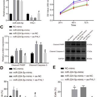 Mir P Inhibits Proliferation And Enhances Apoptosis Of Asmcs By