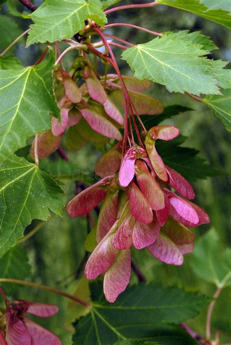 Maple Tree Seed Pods