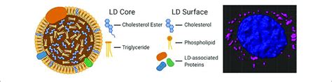 A Diagram Of The Molecular Structure Of A Standard Lipid Droplet Ld