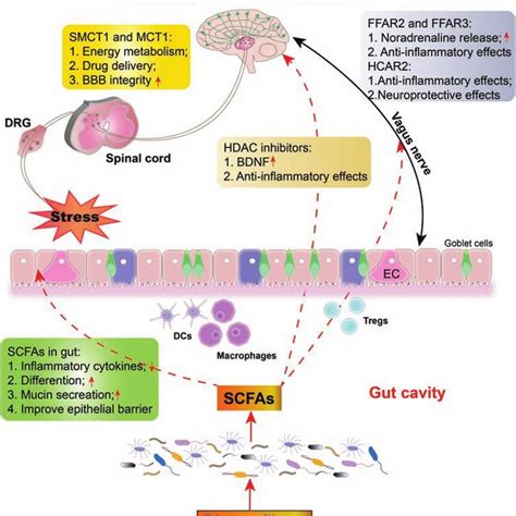 Overview of "microbiota-gut-brain" axis in chronic pain and depression ...