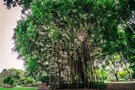 Heritage Tree At Singapore Botanic Gardens Stock Image Image Of