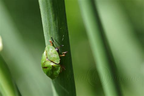 Photo Nature Lilliputienne Macrophotographies Cassida Viridis La