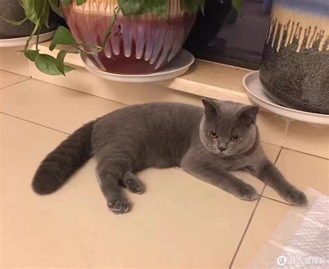 猫咪吐了没消化的猫粮是怎么回事猫粮什么值得买