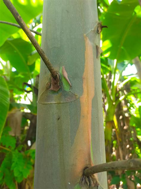 Bagras Tree or Eucalyptus deglupta - Philippine Trees