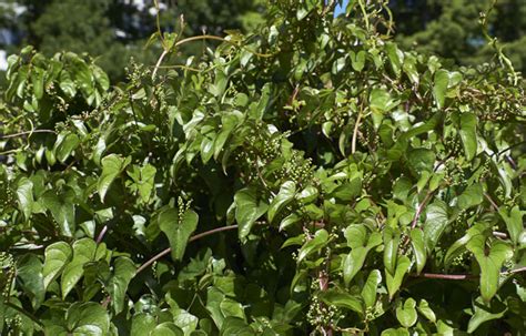 Dioscorea Oppositifolia Dioscorea Opposita Indian Yam Chinese Yam