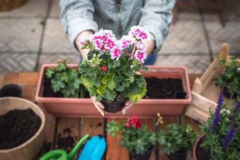 Géraniums protégez les en automne pour avoir des fleurs en été