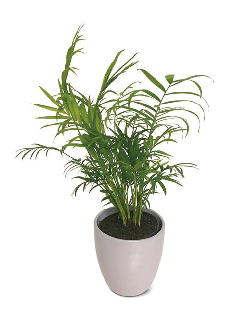 Aldi Potted Plants Deal | Apartment Therapy