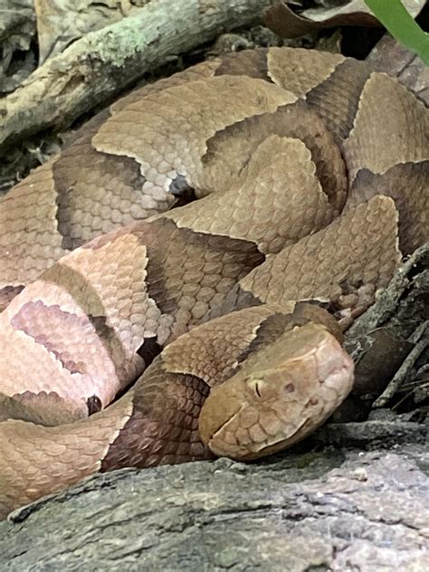 Eastern Copperhead Very Beautiful I Find These Guys A Lot Herpetology