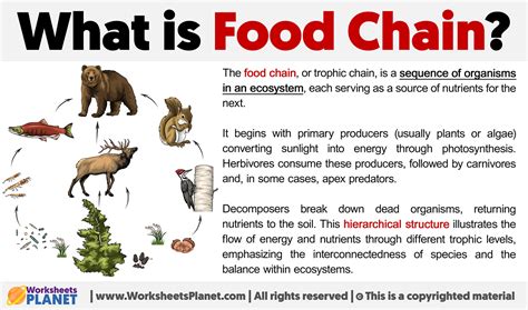 What Is Food Chain Definition Of Food Chain