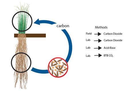 Measuring Soil Microbial Activity | Great Lakes Bioenergy Research Center