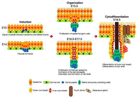 Jdb Free Full Text Roles Of The Hedgehog Signaling Pathway In