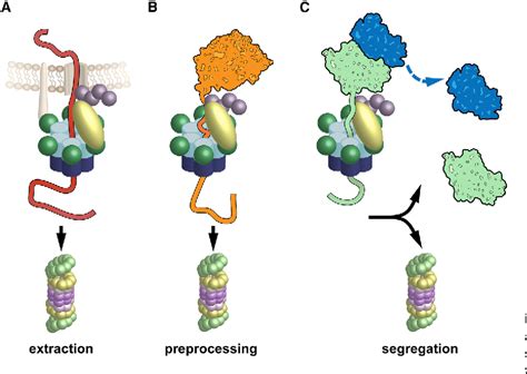 Vcp P Mediated Unfolding As A Principle In Protein Homeostasis And