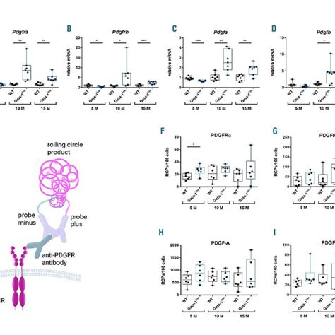 Expression Of Platelet Derived Growth Factors Pdgf And Their