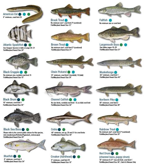 Fish Identification - Maryland Fishing | eRegulations