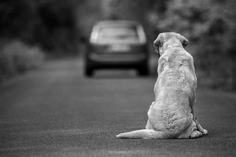 Le Courrier Du Sud N Oublions Pas Les Animaux