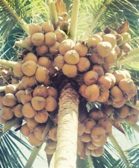 Mengenal Potensi Dan Jenis Jenis Dari Kelapa Atau Pohon Kehidupan