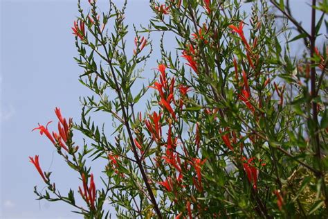 Flame Acanthus (Anisacanthus quadrifidus) - Garden.org