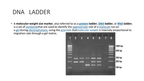 PPT - DNA LADDER PowerPoint Presentation, free download - ID:6400860