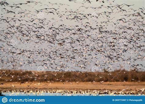 Snow Geese In Flight Stock Image Image Of Outdoors 269773307