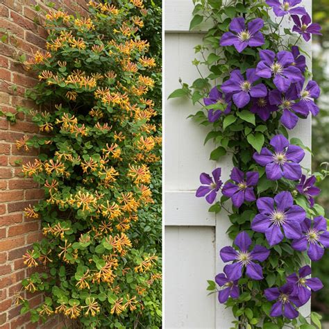 organic  climbing plants  choose  grow   garden