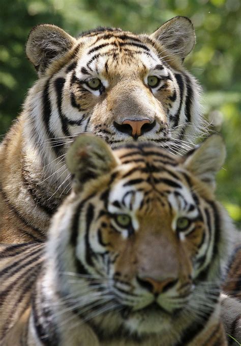 Amur tiger - Zoo sauvage de Saint-Félicien