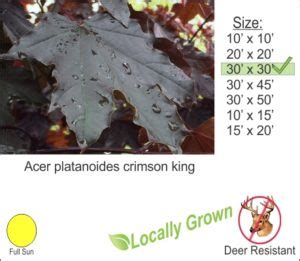 Crimson King Maple Acer Platanoides Crimson King Techmer Nursery