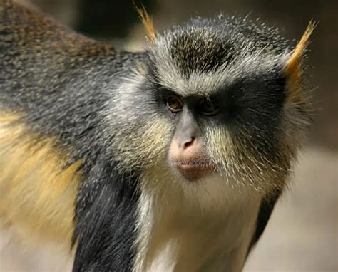 Wolfs Mona Monkey Facts Diet Habitat And Pictures On Animaliabio