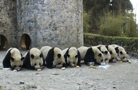 Giant Panda breeding breakthrough leads to wildlife re-introduction program