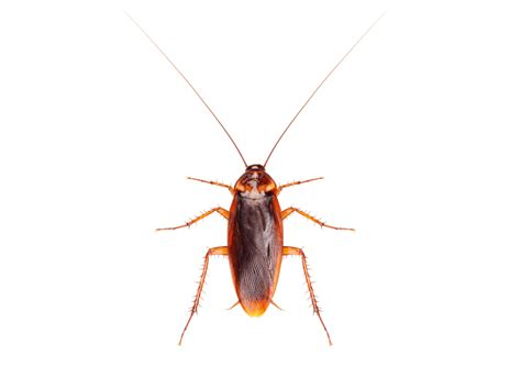 American Cockroaches Facts Identification Control Pest Source