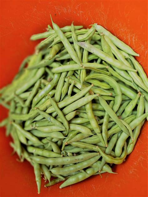 Photo Of The Fruit Of Common Bean Phaseolus Vulgaris Mountaineer Half