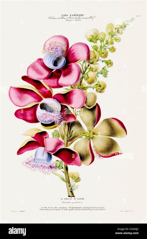 Antique Botanical Illustration Colorful Plants Flowers And Fruits